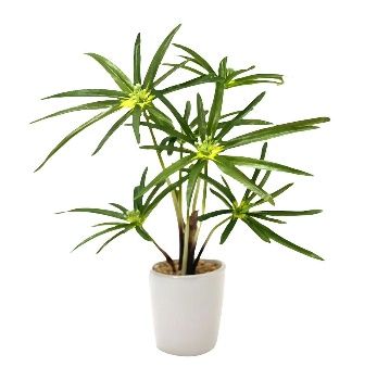 Artificial Cyperus Plant (38 cm)