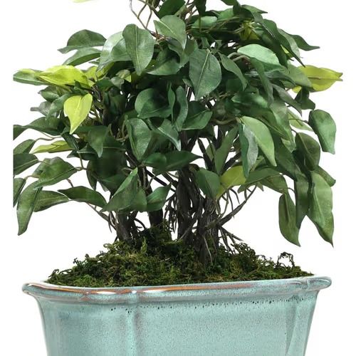 Artificial Ficus Plant (34 cm)