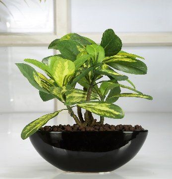 Artificial Schefflera Plant in Ceramic Pot (29 cm)
