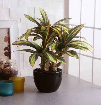 Artificial Clathia Plant (35 cm)