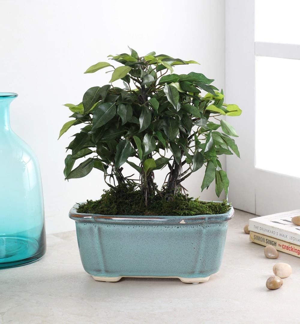 Artificial Ficus Plant (34 cm)